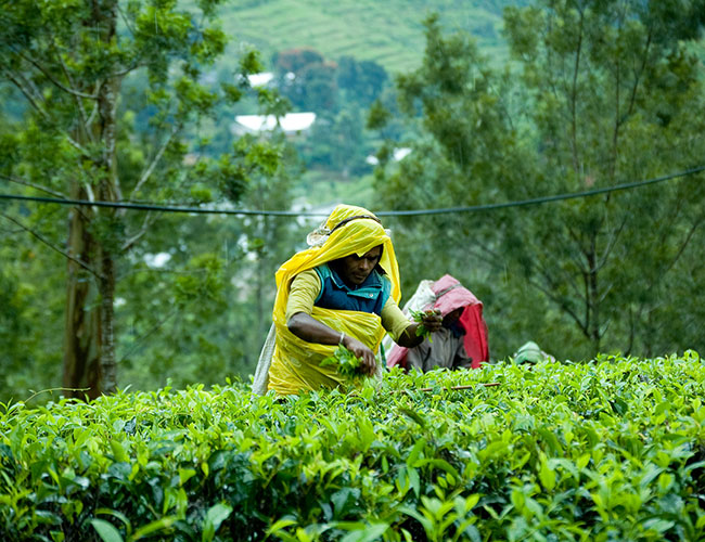 Tea Picking